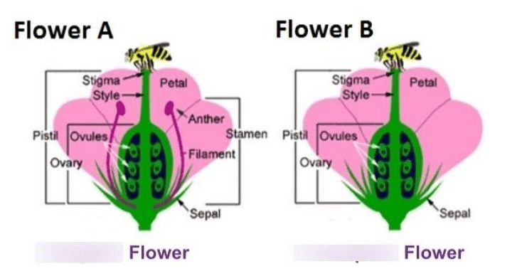What Is The Importance Of Stamen In Flower Best Flower Site