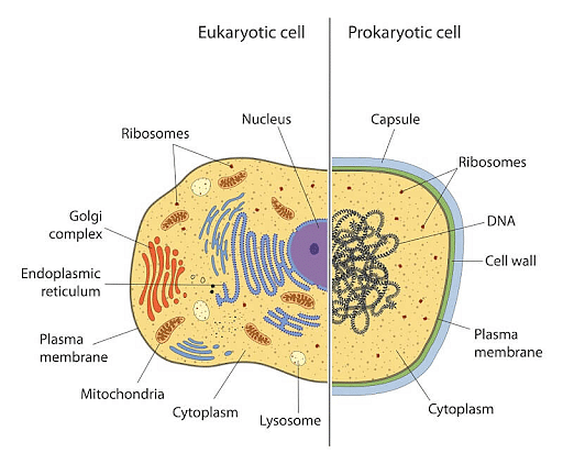 Difference Between Prokaryotic And Eukaryotic Translation