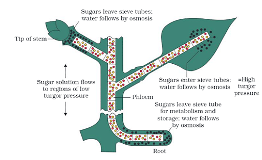 Mechanism of Mass Flow Hypothesis