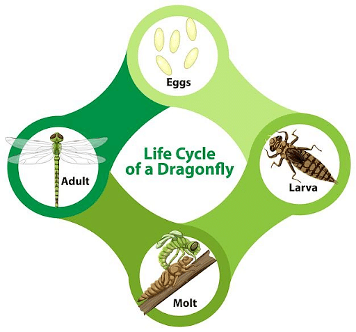 damselfly life cycle diagram