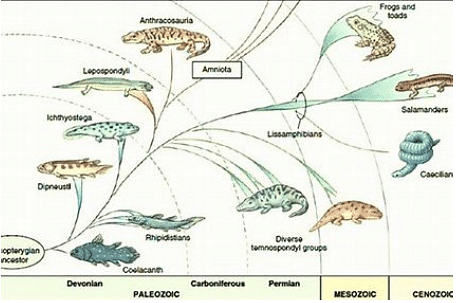 examples of amphibians