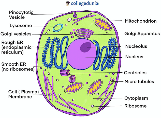 Plant Cells vs. Animal Cells (With Diagrams) - Owlcation