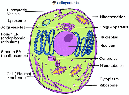 labeled animal cell cytoskeleton