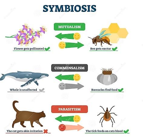 symbiosis relationships
