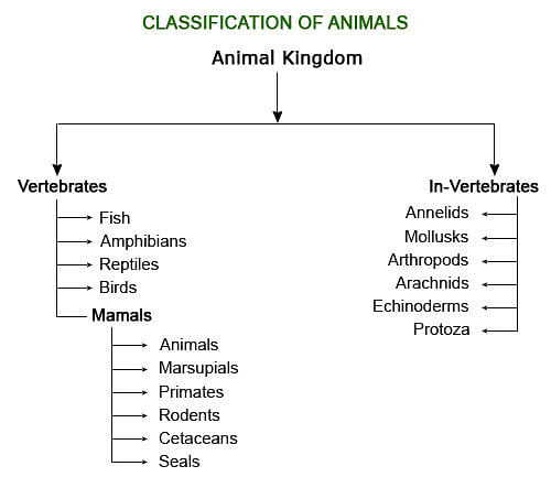 Difference Between Chordates and Non-Chordates