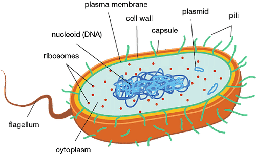 Human Bacterial Diseases: Symptoms, Causes & Prevention