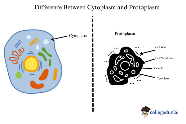 Difference Between Cytoplasm and Protoplasm: Functions & Sample Questions