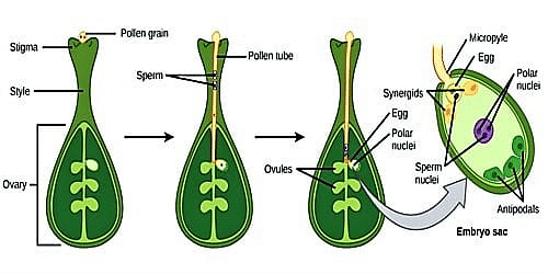 fertilization process in plants
