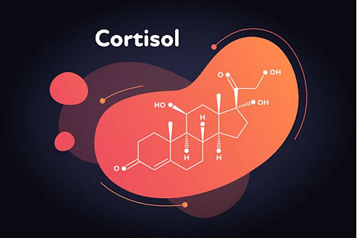 cortisol function