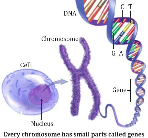 Difference Between Gene and DNA: Diagrams and Sample Questions