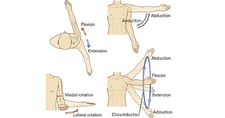 Deltoid Muscle: Origin, Anatomy, Insertion & Functions