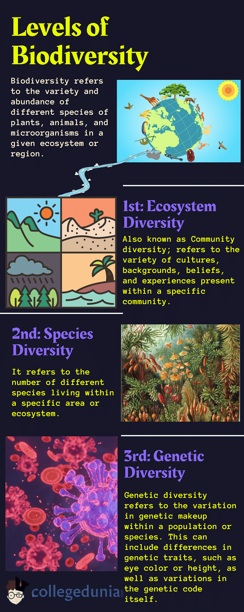 essay about levels of biodiversity