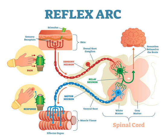 Reflex Action - Definition, Process and Examples