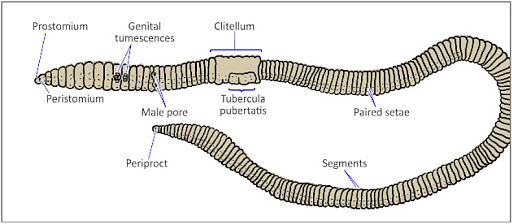 anatomy-of-earthworm-morphology-diagram-and-reproductive-system