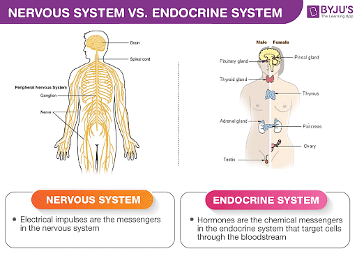 Difference Between Nervous System And Endocrine System 