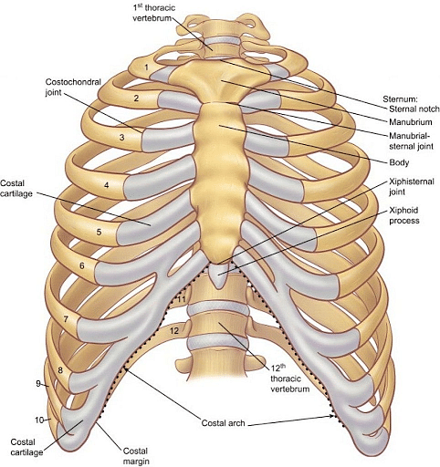 Rib Cage: Functions, Structure & Classification