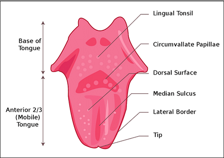 tongue anatomy diagram