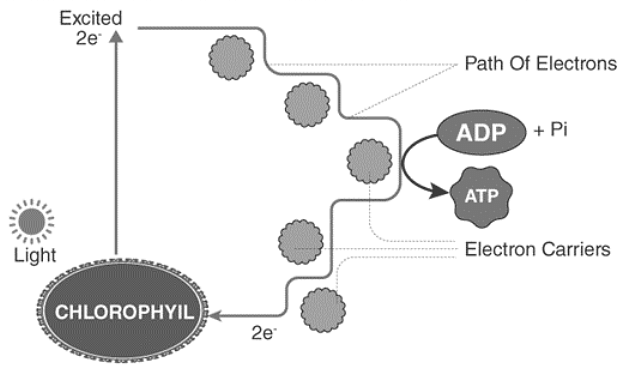 Cyclic Photophosphorylation Electron Transport Chain