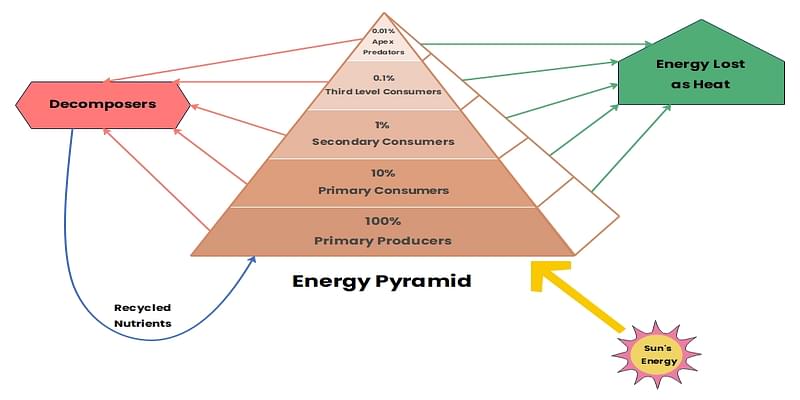 Energy Flow in Ecosystem: Food Chain, Trophic Level, Ecological Pyramid