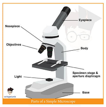 Simple Microscope: Parts, Magnification, Experiments and Uses