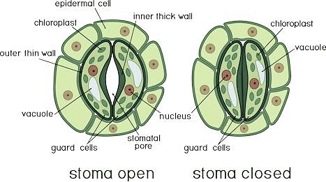 stomata diagram