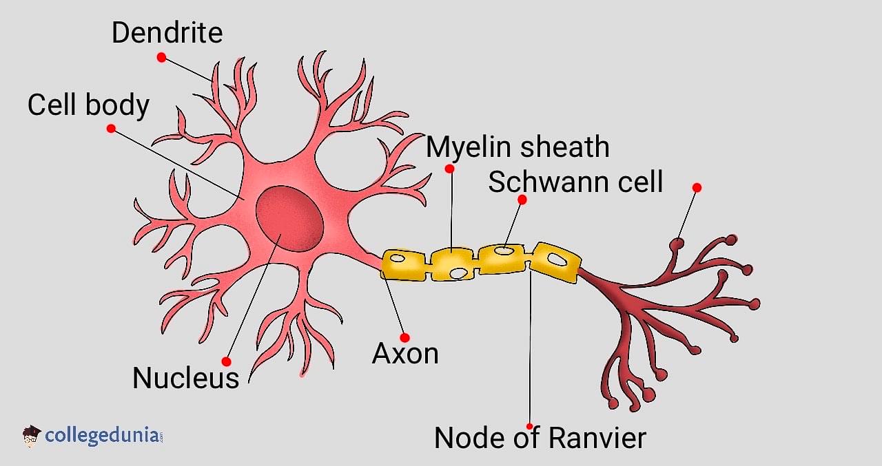 Human neuron structure. Brain neuron cell illustration. Synapses, myelin  sheath, cell body, nucleus, axon and dendrites scheme. Neurology  illustration 28575726 Vector Art at Vecteezy