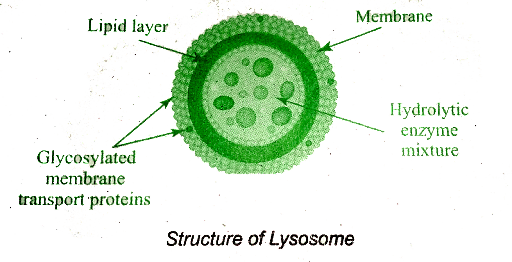 Multiple Choice Questions on Lysosomes