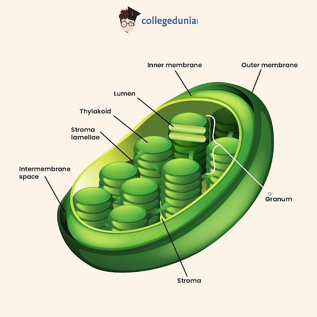 Name the shape of chloroplast present in the following