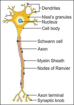 human nerve cell sketch • ShareChat Photos and Videos