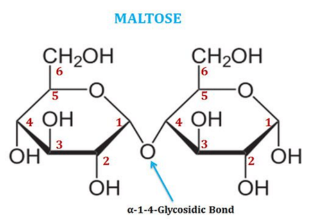 chemical structure of maltose