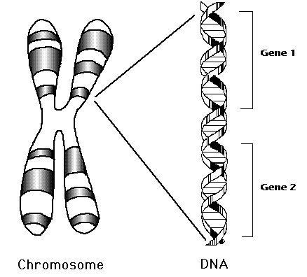 chromosome theory of inheritance