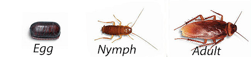 Cockroach Life Cycle: Stages, Lifespan & Factors