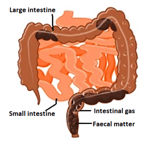Peristalsis: Definition, The Process Of Food Movement