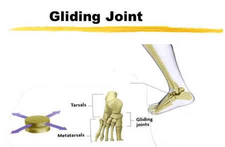 gliding joint examples
