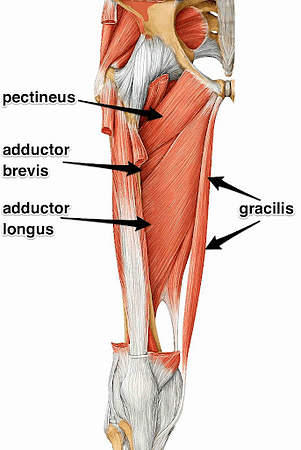 Pelvic Bones: Anatomy, Types and Functions