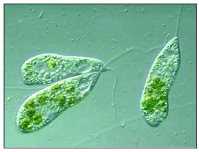types of protozoans
