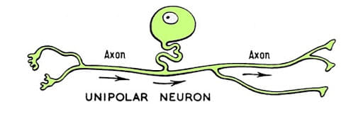 Neuron: Definition, Structure, Diagram, Parts & Functions