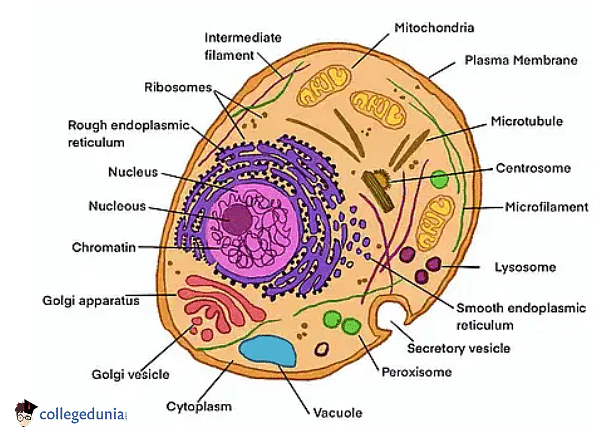 eukaryotic cells diagram