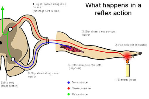 What is meant by reflex action? Explain the formation of reflex arc by  means of schematic diagra 
