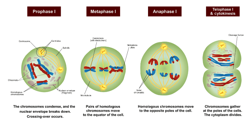 Meiosis: Definition, Functions and Phases