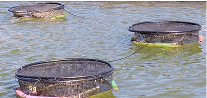 Fish Production: Methods & Advantages of Fish Farming