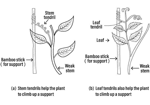 stem tendril examples