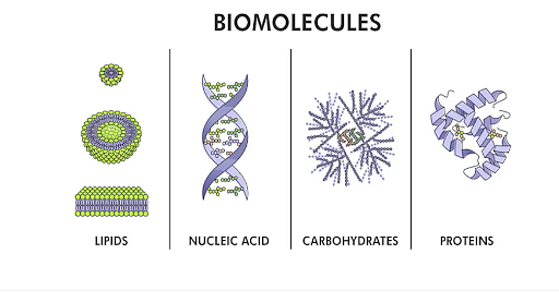 Biomolecules: Types, Functions & Examples
