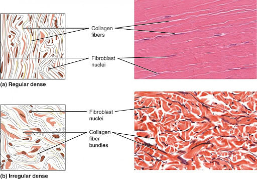 The camel's hump is made of which tissues?(a) Skeletal(b) Muscular(c)  Areolar(d) Adipose