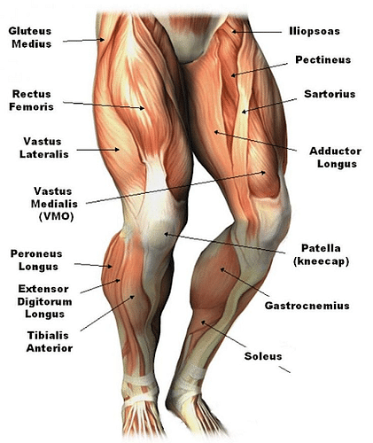 Leg Anatomy  All About the Leg Muscles