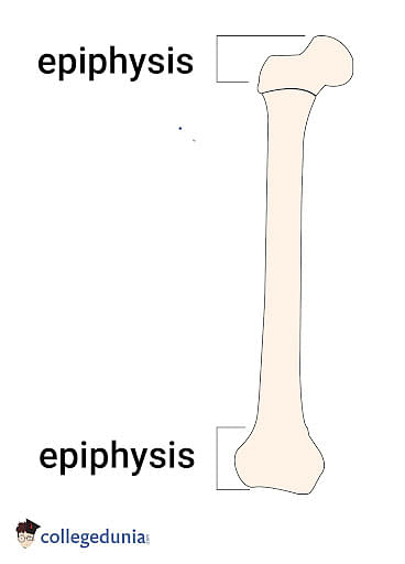 Epiphysis Types Structure Bones And Diaphysis 2520