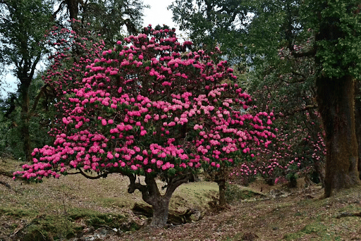 Critically Endangered Himalayan Rhododendron