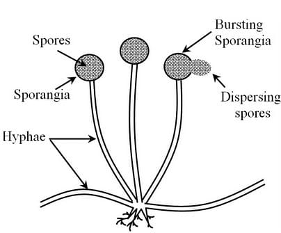 Spore Formation: An Overview, Types and Characteristics