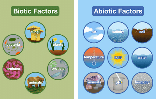 Difference between Biome and Ecosystems