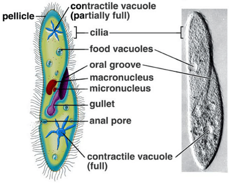 Ciliated Protozoans